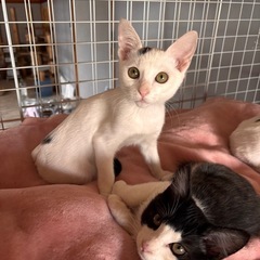 どら焼き（仮名）生後3ヶ月の男の子🐈✨