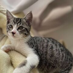 ★譲渡会あります★　ゴロゴロと甘えてくれる男の子