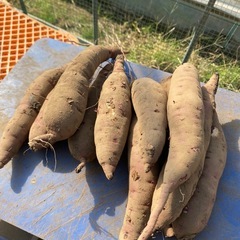 さつまいも　紅はるか　20キロ　小芋　形不揃い　農家直送の画像