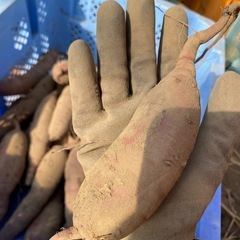 さつまいも　紅はるか　20キロ　小芋　形不揃い　農家直送の画像