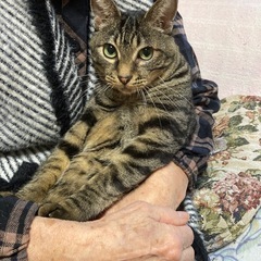 ☆人懐っこいキジトラ　男の子☆