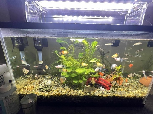 水槽内のすべての熱帯魚、水草、砂利、さらにLEDライトなど、水槽に関するものをすべて販売します。 水槽の中にはおよそ50種類近くの魚がいます。