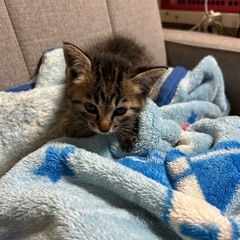 2ヶ月くらいの子猫2匹