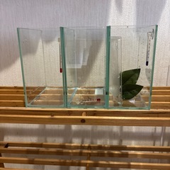 ベタ水槽✖️3個　の画像