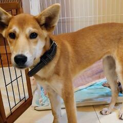 大きな耳とスラリと長い足が綺麗なハートの家族募集