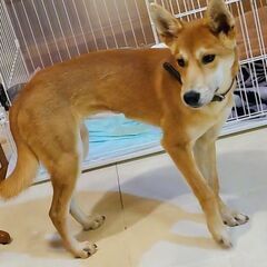 大きな耳とスラリと長い足がバンビのようなハートの家族募集