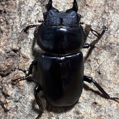 ネパールコクワガタ成虫ペアの画像