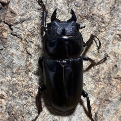 ネパールコクワガタ　成虫ペアの画像