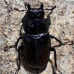 ギラファノコギリクワガタ　成虫ペアの画像