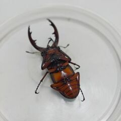 トカラノコギリクワガタ幼虫の画像