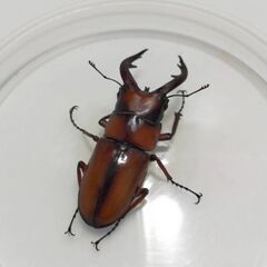 トカラノコギリクワガタ幼虫の画像