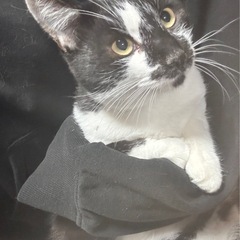 ちょっとビビリな猫ちゃん♡