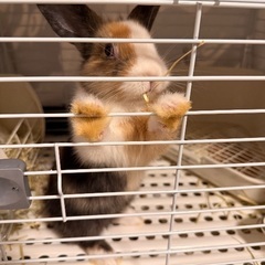 ミニウサギの里親募集中です！