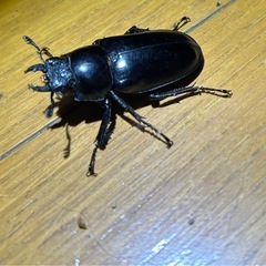 RRペア[赤いギラファ幼虫]ギラファノコギリクワガタ　ティモレンシスの画像