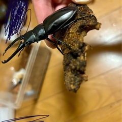 RRペア[赤いギラファ幼虫]ギラファノコギリクワガタ　ティモレンシスの画像