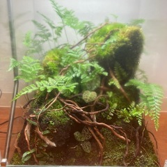 森林のテラリウムの画像