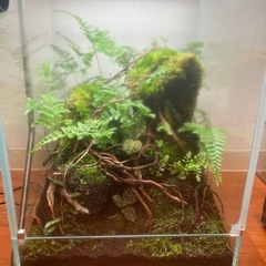 森林のテラリウムの画像