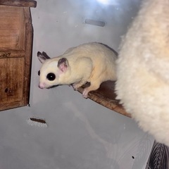 モモンガ 里親募集