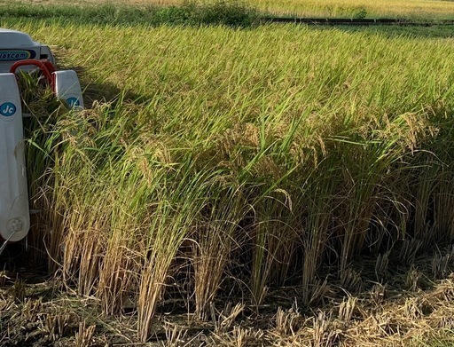 今年の新米、にこまる、10kgで8000円。