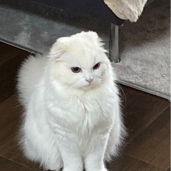 スコティッシュフォールド長毛　代理