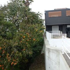 高木の枝落とし、格安、高枝チェンソー生垣徹去