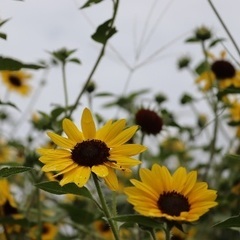 放送大学に在籍している方お友達になりませんか？