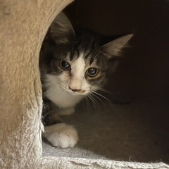 少し長毛　雄猫　2ヶ月半