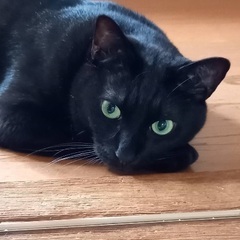 猫好きの人よかったら友達になりませんか？