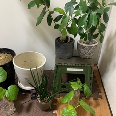 観葉植物の画像