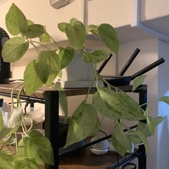 観葉植物の画像