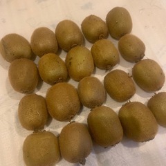 自家製　キウイフルーツ　20個　おまけあり　③