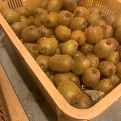 自家製　キウイフルーツ　20個　おまけあり　②の画像