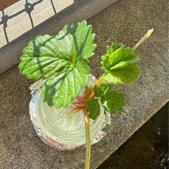 今期最後の白イチゴの苗 2株の画像