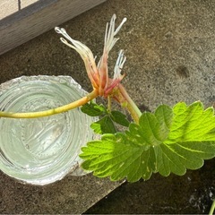 今期最後の白イチゴの苗 2株の画像