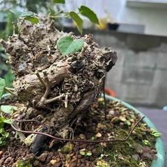 オオハマボウの画像