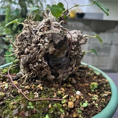 オオハマボウの画像