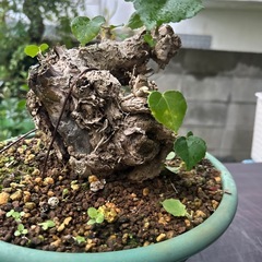 オオハマボウの画像