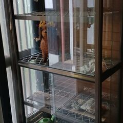 ガラスケース　　無料で差し上げます　　引き取り限定の画像