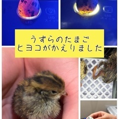 うずらメス３羽（毎日卵を産みます）里親募集