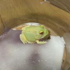 クランウェルツノガエル　ピカチュウの画像