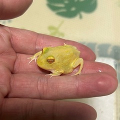 クランウェルツノガエル　ピカチュウの画像