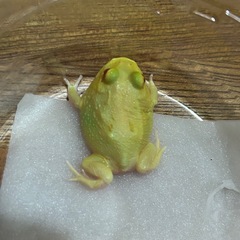 クランウェルツノガエル　ピカチュウの画像