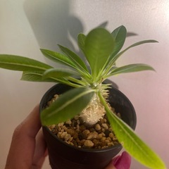 恵比寿大黒　パキポディウムの画像