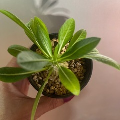 恵比寿大黒　パキポディウムの画像