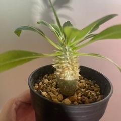 恵比寿大黒　パキポディウムの画像