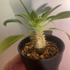 恵比寿大黒　パキポディウムの画像