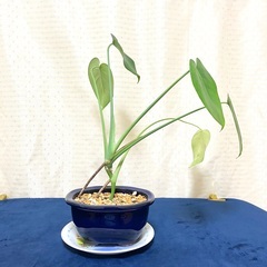 【夢物語工房】観葉植物モンステラ・タウェリーの画像