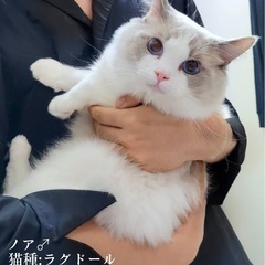 2歳のラグドールの男の子