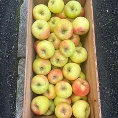 【青森県産】【送料無料】 【産地直送】【名月】【家庭用】【厳重梱包】【10KG】の画像