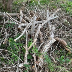 【無料】倒木あります！薪・キャンプ用などにどうぞの画像